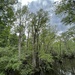 A small lake deep in the swamp by congaree