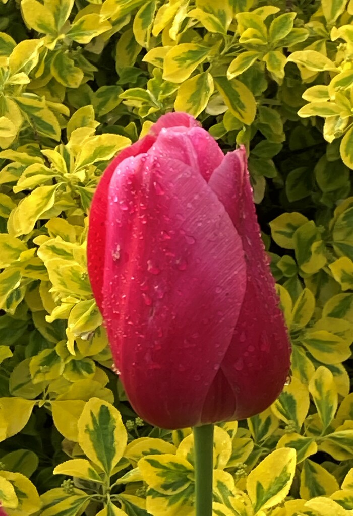 Beautiful tulip by 365anne