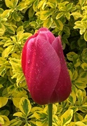 9th May 2023 - Beautiful tulip