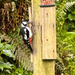Alternate - Woodpecker