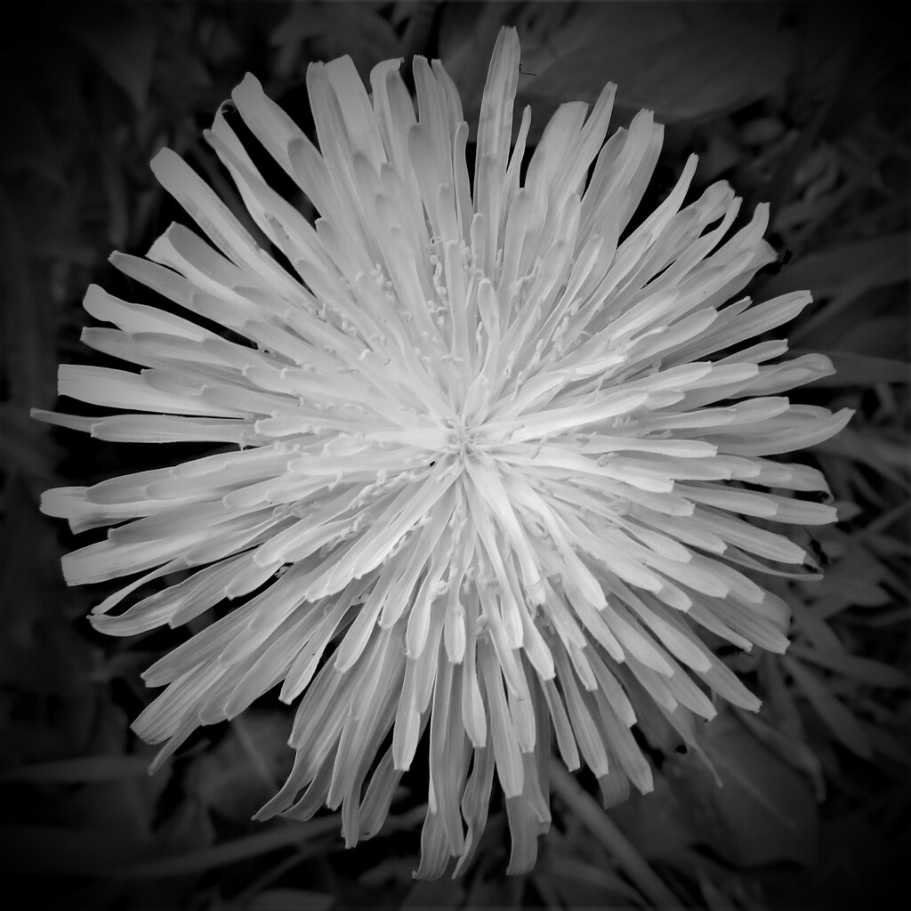 The lowly dandelion flower by anitaw