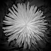 9th May 2023 - The lowly dandelion flower