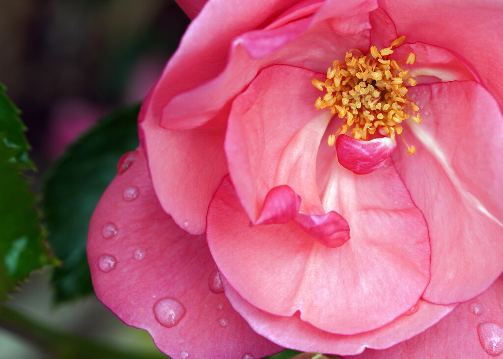 Raindrops on Roses by sunnygirl