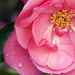 Raindrops on Roses by sunnygirl