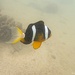 Clownfish by wh2021