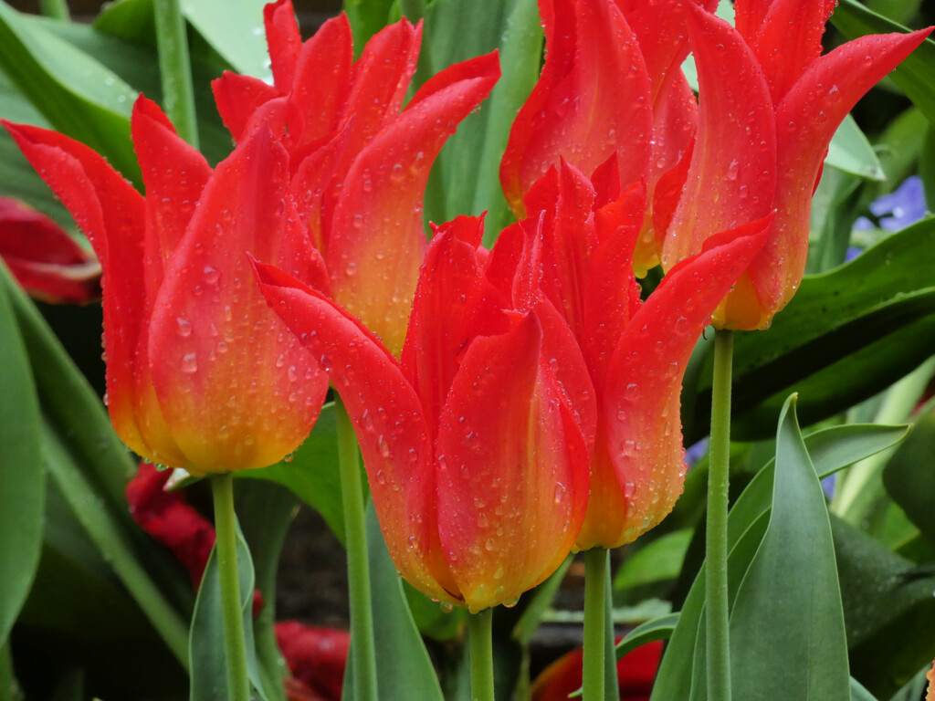 Rainy Day Tulips by seattlite