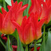 Rainy Day Tulips by seattlite