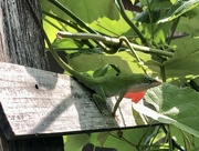 9th May 2023 - Anole showing Dewlap