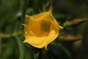 8th May 2023 - Yellow flower