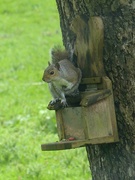 9th May 2023 - Squirrel