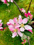 1st May 2023 - Apple Blossom Time