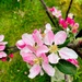 Apple Blossom Time by allsop
