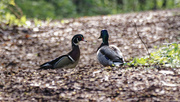 9th May 2023 - wood duck meeting  mallard on the path 