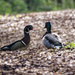 wood duck meeting  mallard on the path  by rminer