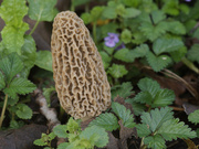 9th May 2023 - white morel 