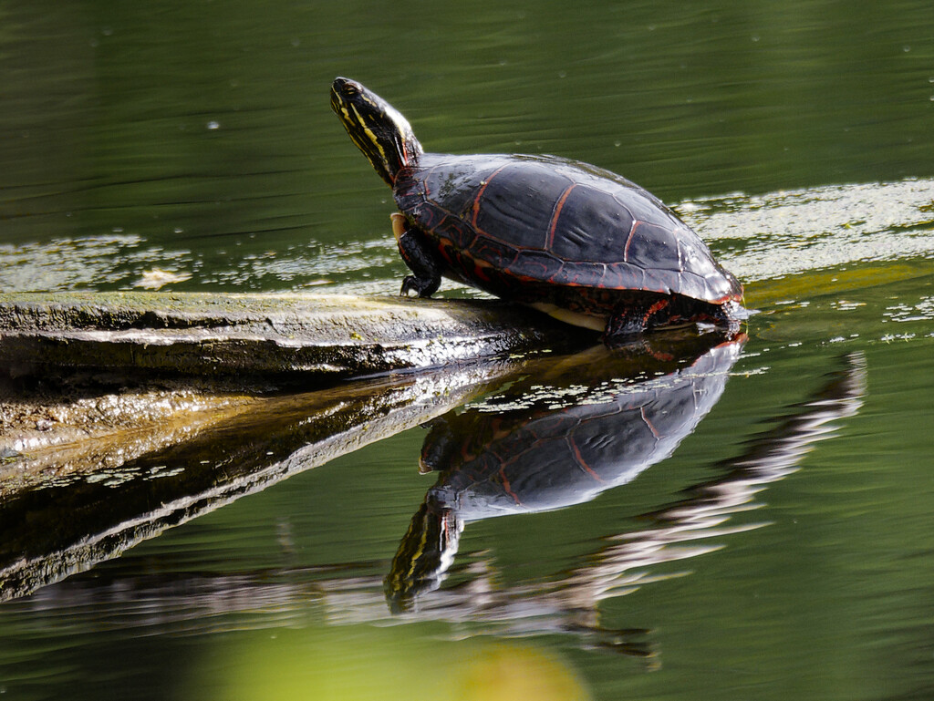 painted turtle with reflection  by rminer