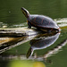 painted turtle with reflection  by rminer