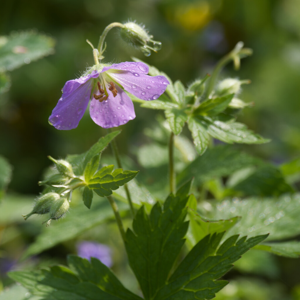 wild geranium  by rminer