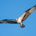 Osprey hunting by photographycrazy