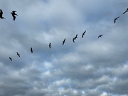 9th May 2023 - Seagull Formation