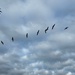 Seagull Formation by scooterd