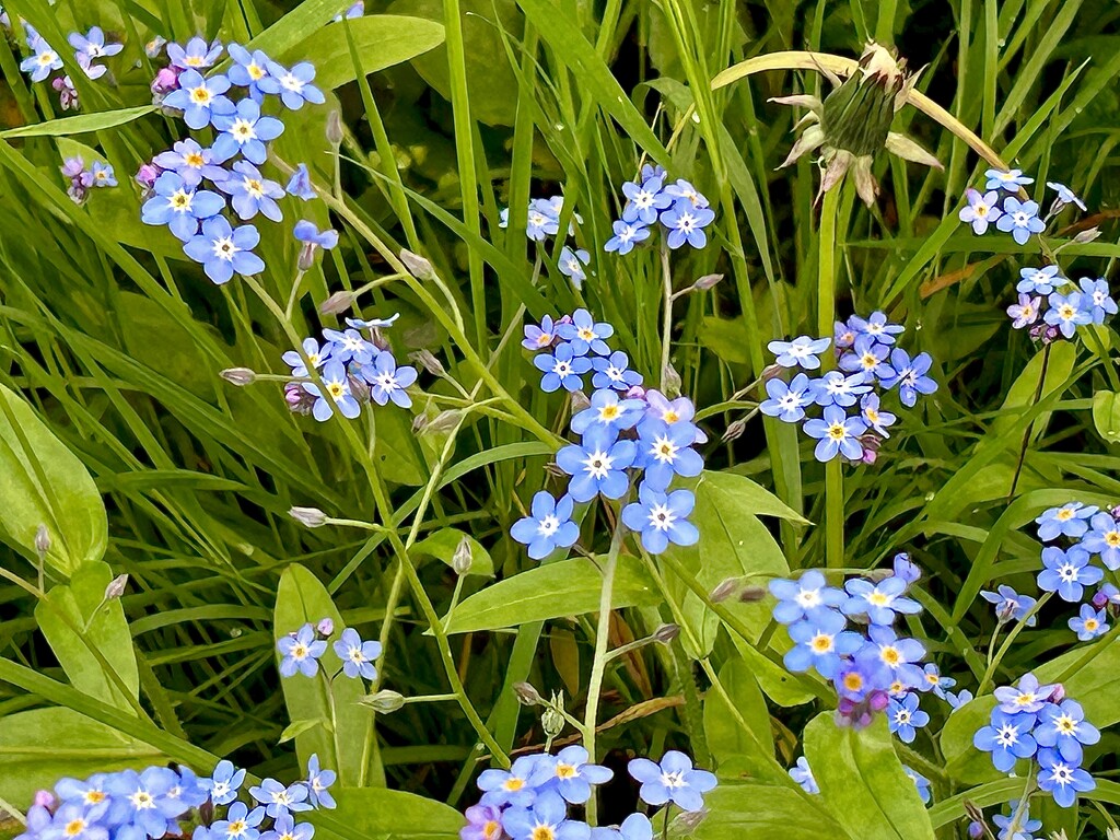Forget me Nots by carole_sandford