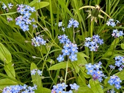 9th May 2023 - Forget me Nots