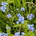 Forget me Nots by carole_sandford