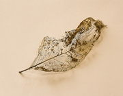 9th May 2023 - Skeletonized Magnolia Leaf