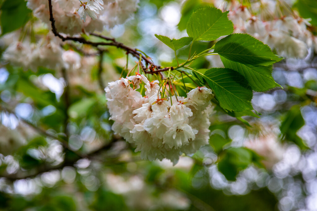 Blossom & Bokeh by carole_sandford