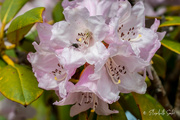 9th May 2023 - Rhododendron
