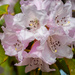Rhododendron by elisasaeter