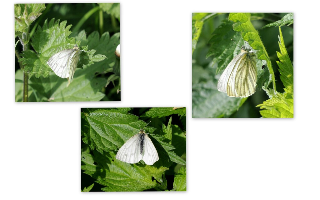 Green Veined White by jesika2