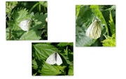 8th May 2023 - Green Veined White