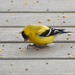Sweet Little Goldfinch by bjywamer