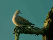 8th May 2023 -  Turtle Dove 2 