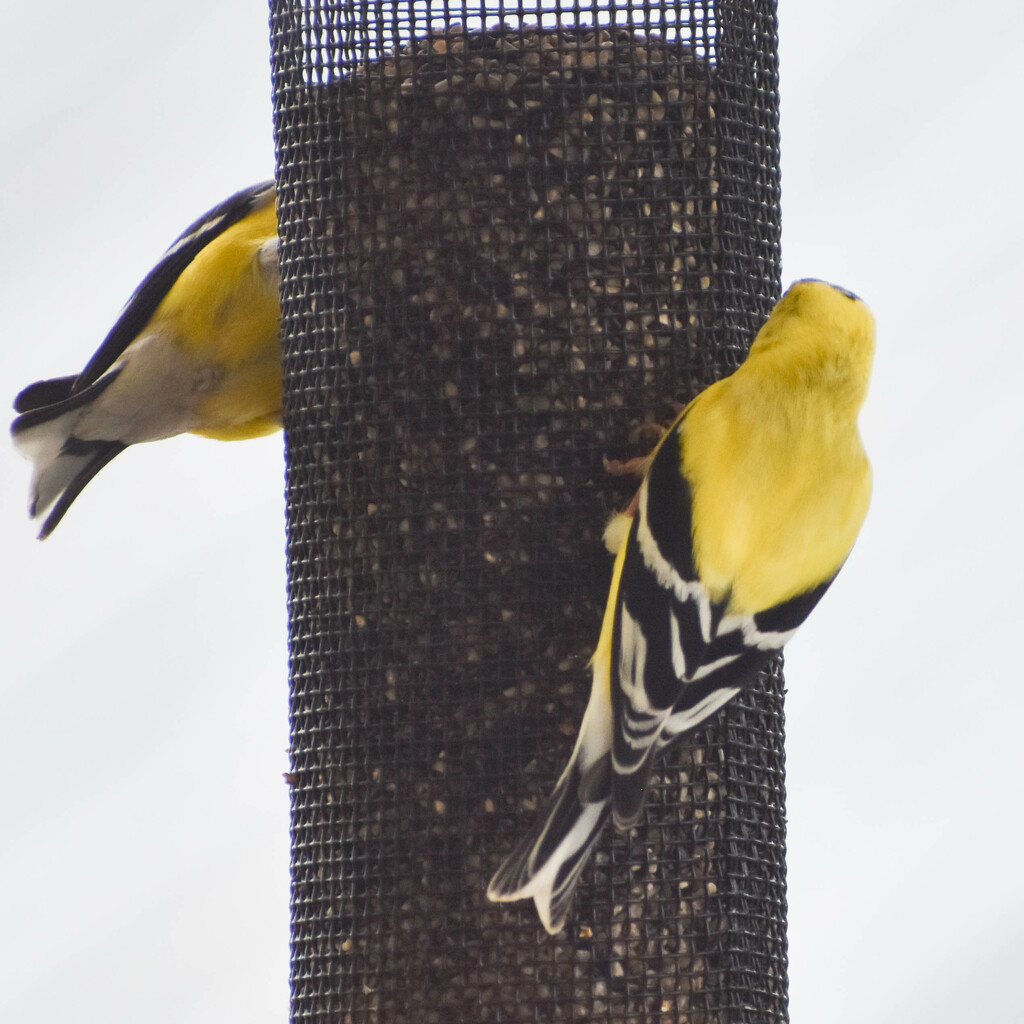 At The Finch Feeder by bjywamer