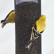 7th May 2023 - At The Finch Feeder