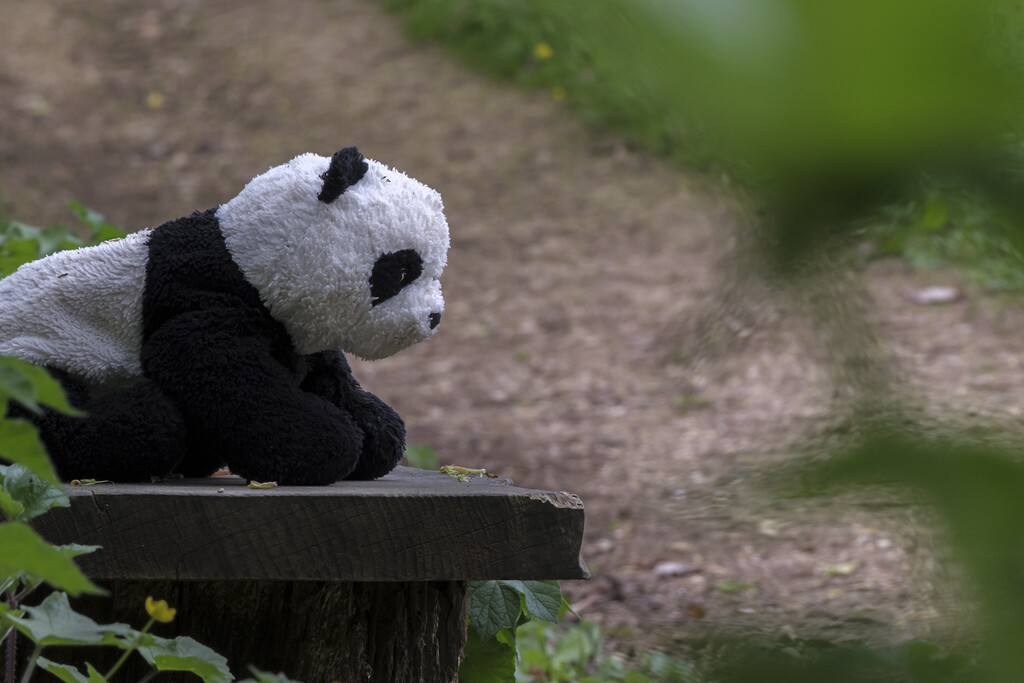 lost panda by helenhall