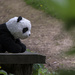 lost panda