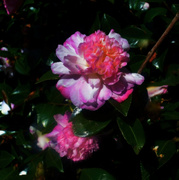 10th May 2023 - Pink Camellia ~ 