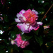 Pink Camellia ~  by happysnaps
