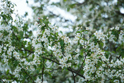 9th May 2023 - Close up to crabapple blooms