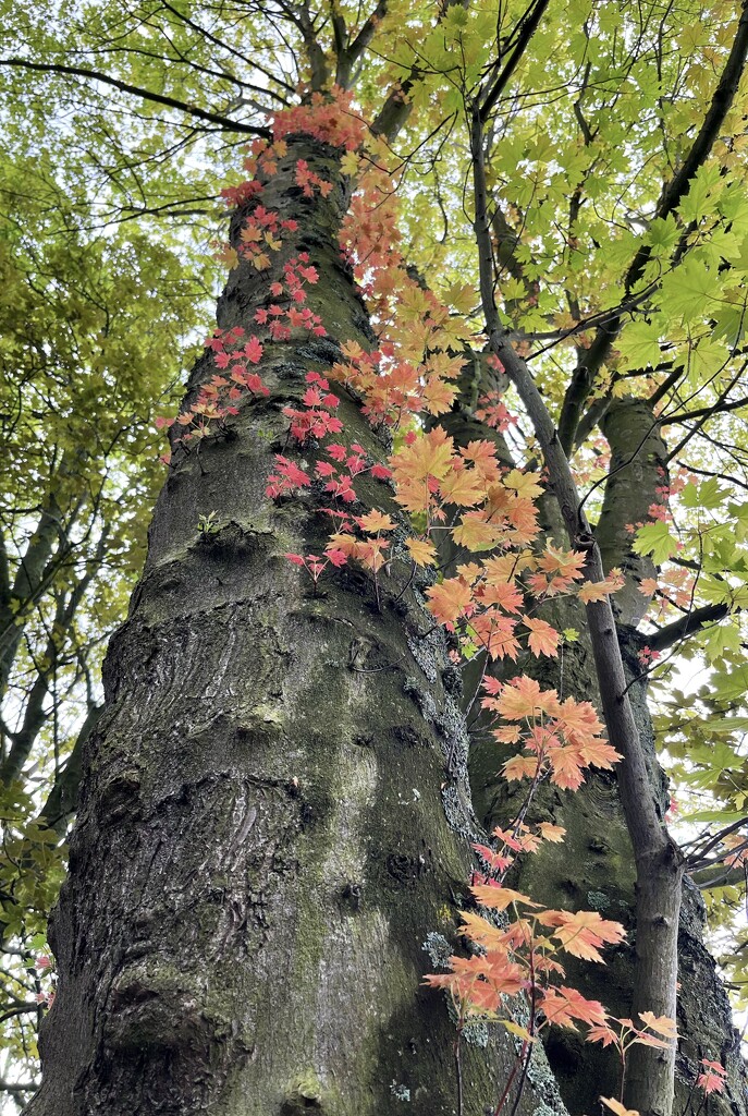 Leafy trunk by pattyblue