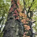 Leafy trunk by pattyblue