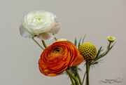 7th May 2023 - Ranunculus Bouquet