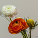 Ranunculus Bouquet by lstasel
