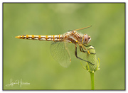 9th May 2023 - Dragonfly II