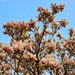 Magnolia magic by ljmanning