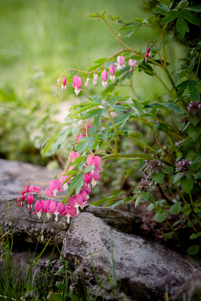 bleeding hearts by jackies365